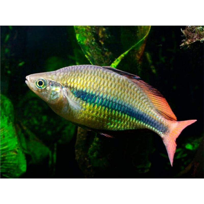 Melanotaenia herbertaxelrodi - imagine 3